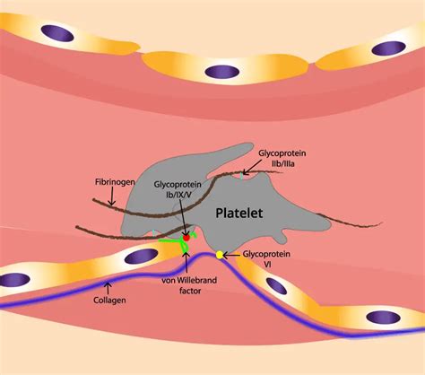 Von Willebrand Disorder VWD Symptoms Diagnosis