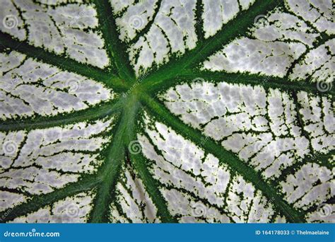 Encerramento De Uma Folha Verde Mostrando A Estrutura Das Veias Imagem