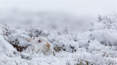 Online Crop White Rabbit Rabbits Animals Mammals Nature Hd