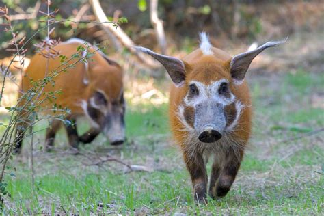 Os Animais Mais Estranhos Do Mundo Conhe A O Porco Vermelho Do Rio O