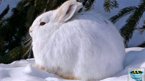 The Arctic Hare Polar Rabbit Youtube