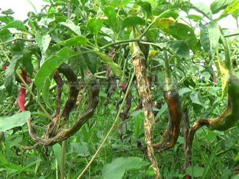 Puluhan Hektare Tanaman Cabai Di Probolinggo Rusak Karena Cacar Buah