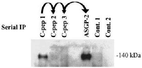 Soluble Muc4 SMC Produced By Transfected Human Tumour Cell Lines