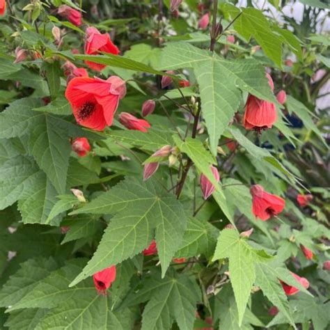 Abutilon Dwarf Red Flowering Maple Pot