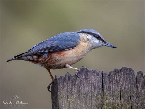 Nuthatch Vicky Outen Flickr