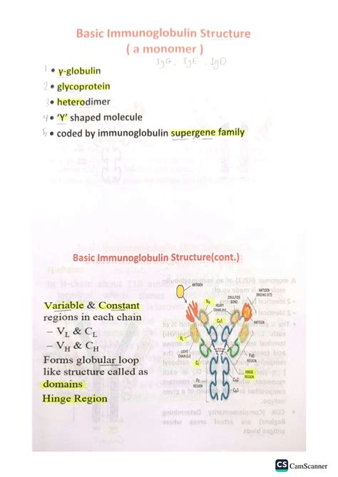 Solution Immunology The Immunoglobulins Studypool