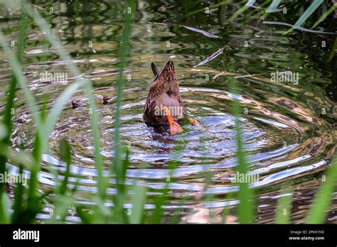 Dabbling Duck Hi Res Stock Photography And Images Alamy