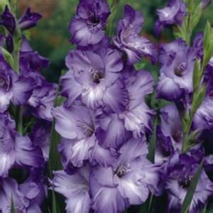 Gladioli Blue Mountain Summer Flowering Bulbs Wpc Prins Quality Pack