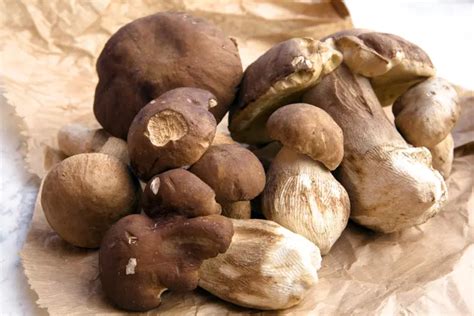 Comment Nettoyer Des C Pes Voici Le Guide Sur Ces Champignons