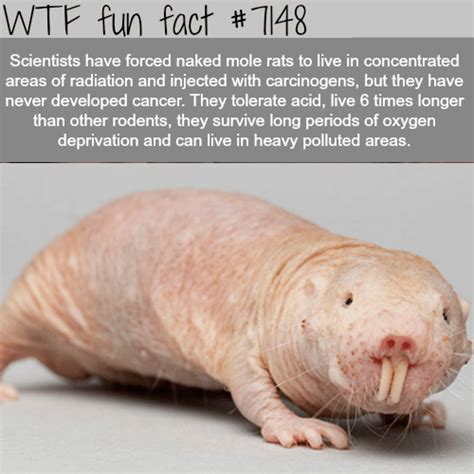 Naked Mole Rat Wtf Fun Facts