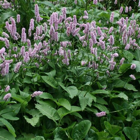 Buy Red Bistort Superba Syn Persicaria Bistorta Superba