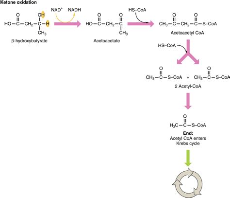 Unit 7 Cellular Respiration And Energy Metabolism Douglas College