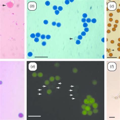 Pollen Viability Staining Methods And In Vitro Pollen Germination In Download Scientific