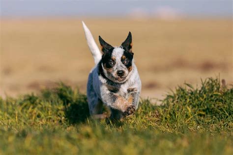 Mini Blue Heeler (Mini Australian Cattle Dog): Facts & Pictures