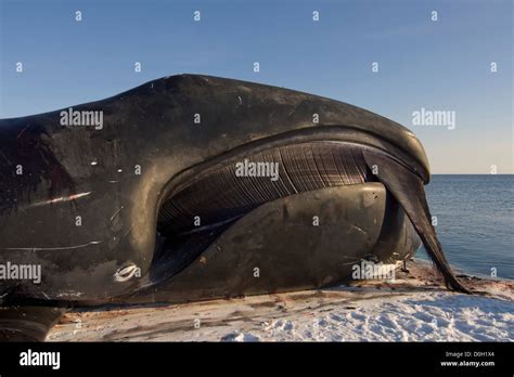 Whalers Head Hi Res Stock Photography And Images Alamy