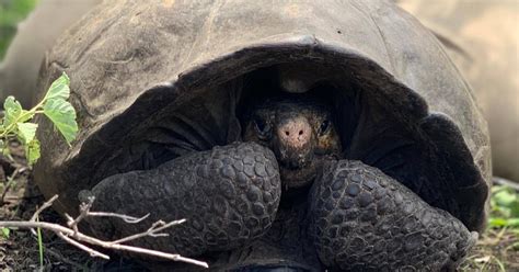 'Extinct' Giant Tortoise Last Seen Alive in 1906 Rediscovered After 113 ...