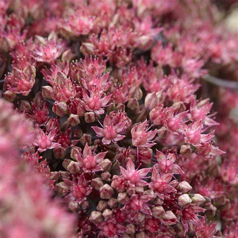 Plantes Vivaces SEDUM Dazzleberry SunSparkler Series Orpin