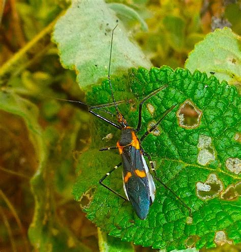 Milkweed Assassin Bug Project Noah