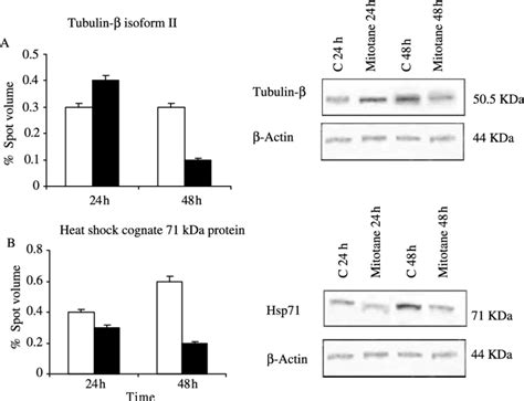 A The Expression Profile Of Tubulin B Isoform Ii And B Heat Shock