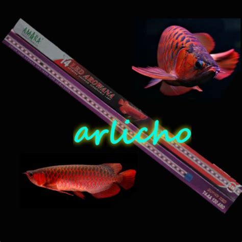 Jual Lampu LED Arowana Amara Super Red T4 AA 120 ARO Shopee Indonesia