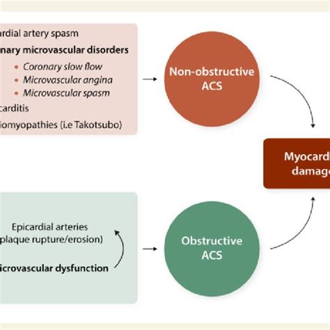 Microvascular Dysfunction As Underlying Pathophysiological Mechanism