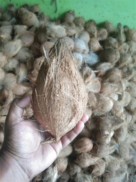 A Grade Pollachi Semi Husked Mature Coconut Packaging Size 13 13 5kg