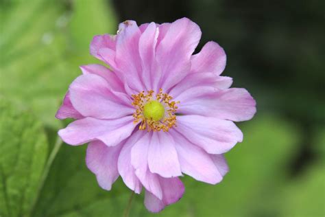 Anemone Hupehensis Pamina Var Japonica Bbc Gardeners World Magazine