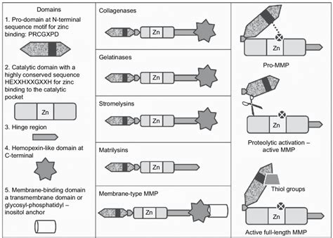 Structure And Activation Of Pro MMPs Notes The Left And Middle Panels