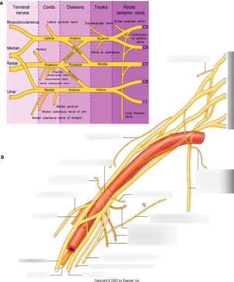 Brachial Plexus Anatomy 2 Diagram Quizlet