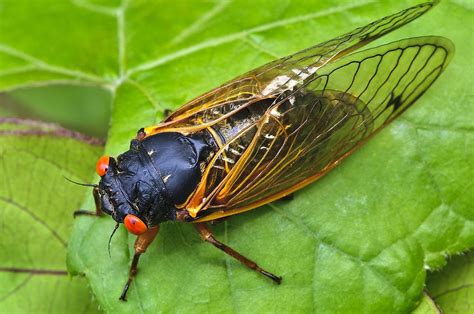 What Are Periodical Cicadas Famous For Worldatlas