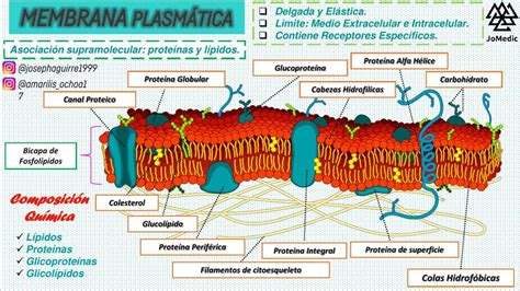 Quais Sao As Funçoes Da Membrana Plasmatica Fdplearn