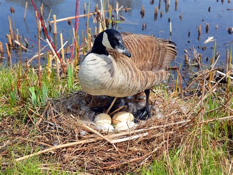 What Bird Lays The Largest Egg 9 Biggest Bird Eggs In Birdfact