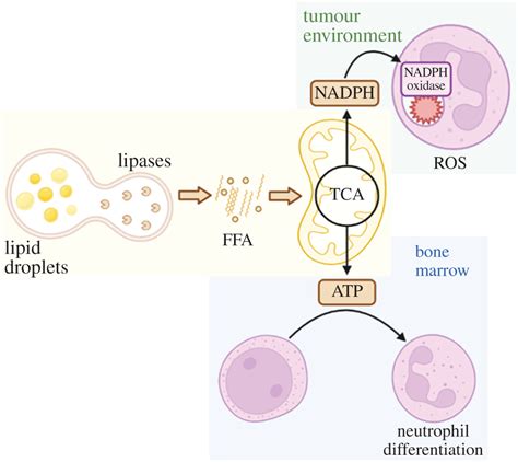 How Neutrophil Metabolism Affects Bacterial Killing Open Biology