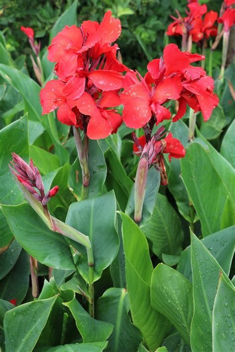 Dividing And Transplanting Cannas When And How To Move A Canna Lily