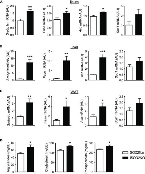 Increased Lipogenesis In Isod2ko Mice Relative Mrna Expression Of Genes