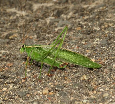 Scudder S Bush Katydids TVA Worthington Cemetery Small Wild Area