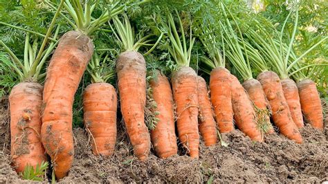 A Simple Way To Grow Carrots At Home Bringing High Yields For