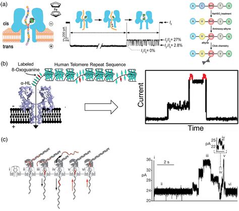 Biological Nanopore Approach For Singlemolecule Analysis Of Nucleobase