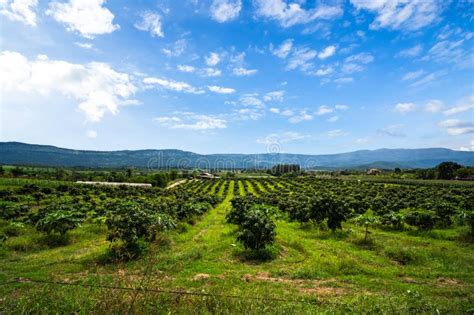 Mango Trees On Farm Alley Of Mango Trees On Mountain Midday With