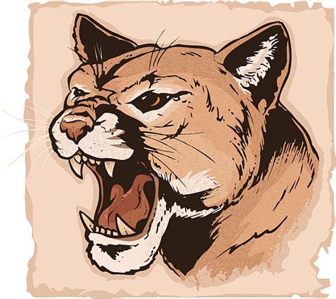 Best Cougar Growling Illustrations Royalty Free Vector Graphics And Clip