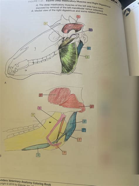 Muscles Equine Diagram Quizlet