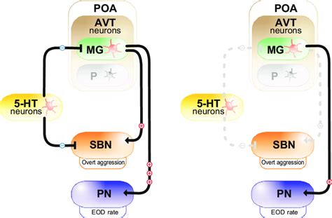 Putative Model Of Interactions Of Ht And Avt Systems In The