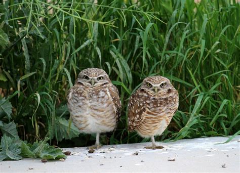 Nesting young Burrowing Owls | Smithsonian Photo Contest | Smithsonian ...