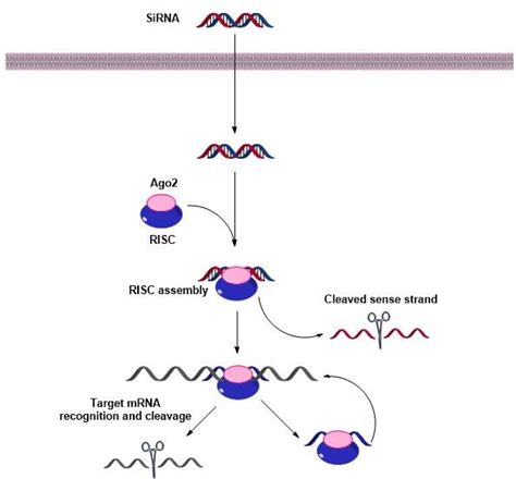 1 The Rna Interfering Pathway Of Sirna In Human Sirna Is First Loaded Download Scientific