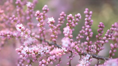 Tamarisk Tamarix Tree Pink - Free photo on Pixabay - Pixabay