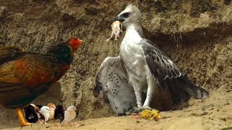 OMG Mother Hen Too Brave Fight With Eagle To Save Her Poor Chicks