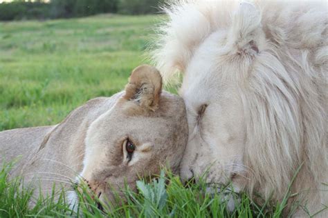 Pumba Game Reserve Says Goodbye To Iconic White Lion Temba