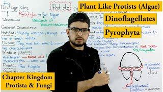 DinoFlagellates / Pyrophyta | Plant like Protists (Alga... | Doovi