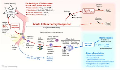 Figure From Novel Pro Resolving Lipid Mediators In Inflammation Are