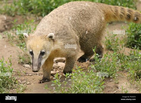 Coati - Nasua nasua Stock Photo - Alamy